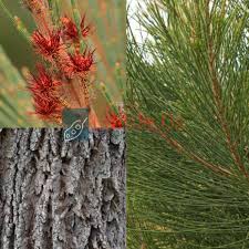 Image result for Casuarina littoralis