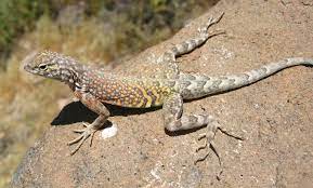 The genus cophosaurus and the genus holbrookia are both characterized by having no external ear openings. Greater Earless Lizard Cophosaurus Texanus Inaturalist
