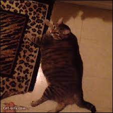 Pin On Funny Zanimals