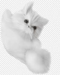 Long haired breed of cat that has a short round face with a wide head. Domestic Long Haired Cat Png Images Pngwing