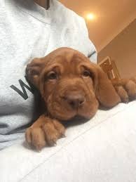 Enter your email address to receive alerts when we have new listings available for vizsla puppies for sale. Vizsla Puppies For Sale Petfinder