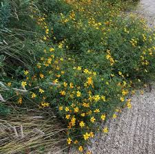 Image result for tagetes)