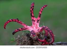 Image result for Pseudocolus schellenbergiae