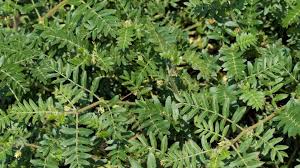 Image result for Tribulus excrucians