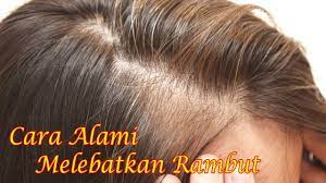 Berikut cara melebatkan rambut dengan jeruk: Cara Paling Ampuh Melebatkan Rambut Super Cepat Hanya Dengan Waktu Satu Minggu Youtube