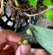 Image result for Polystachya zambesiaca