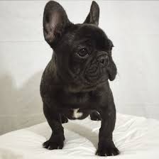Brindle Black And Brown French Bulldog Black Brindle French Bulldog Brindle French Bulldog Cute French Bulldog French Bulldog