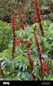 Image result for Melianthaceae