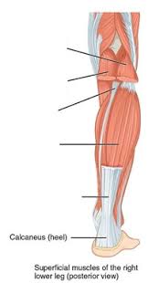 A tendon is a thick cord made up of tiny fibers that connect muscles to bones. 35 Correctly Label The Muscles Of The Leg Labels For You