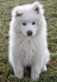 Hudson The Samoyed Samoyed Dogs Puppies Samoyed Puppy