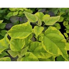 Maybe you would like to learn more about one of these? Quercus Cerris Argenteovariegata