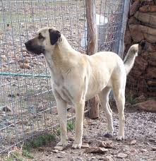 Lost Armadillo Ranch Anatolian Shepherd Dogs Anatolian Shepherd Dog Anatolian Shepherd Dogs