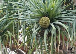 Image result for Pandanus