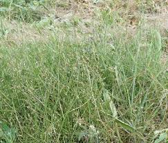 Image result for Agrostis