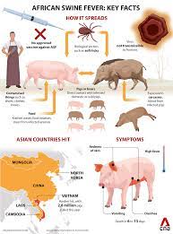 African swine fever (asf) is a devastating infectious disease of pigs, usually deadly. Is African Swine Fever Contagious What You Need To Know About The Disease Sweeping Across Asia Cna