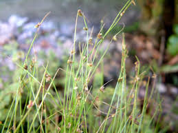 Image result for Isolepis