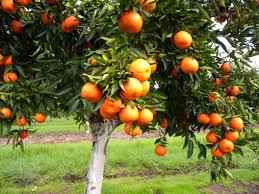 When do citrus trees bloom? Mandarins And Tangors For Western Australia Agriculture And Food