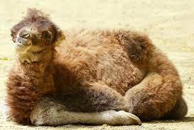 They can shut their nostrils during sand storms. Camel Zooborns