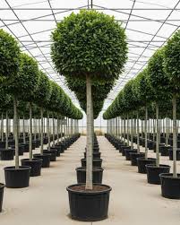 Image result for Ficus benjamina
