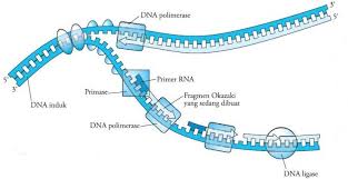 Pelipatan protein wikipedia bahasa indonesia ensiklopedia bebas / apa yang dimaksud dengan protein struktural dan fungsional. Sintesis Protein Pengertian Tahapan Proses Tujuan Komponen