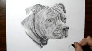 How to draw a dog easy step by step 12) the last step. How To Draw A Dog Pit Bull Youtube