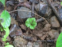 Image result for Nervilia sp.no.4