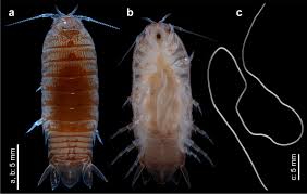 Image result for Nematopoa