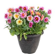 Check spelling or type a new query. 25 Best Flowering Plants For Pots