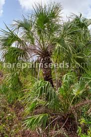 Image result for Sabal