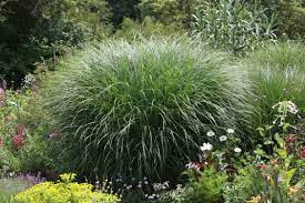 Ziergräser sind eine gute wahl für gartenbesitzer, die nicht viel zeit haben. Der Richtige Standort Fur Ziergraser Im Garten Native Plants Gartenblog