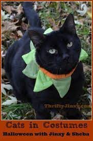 Cats In Costumes Celebrating Halloween With Jinxy And Sheba Cat Food Thrifty Jinxy Susse Katzen Kostum Katze Katzenrassen