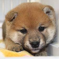 1126 2 2014年10月15日前後生まれ 赤柴の男の子です w 柴犬 可愛い 柴犬 子犬 子犬