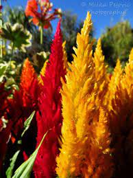 Floral Friday Fotos Celosia The Flowers On Fire Love Garden Flowers Floral