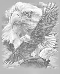 Bald Eagle Black And White Drawing Coloring For Adults En Kleuren Voor Volwassenen Eagle Drawing Eagle Pictures Eagle Art