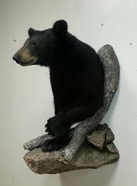 Black Bear Half Mount Black Bear Mount Taxidermy Done By The Mad Taxidermist Rob Reysen Www Lakeviewtaxidermy Com Bear Mounts Bear Hunting Black Bear Hunting