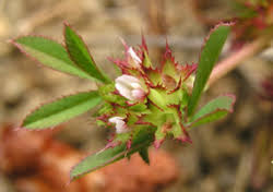 Image result for Trifolium baccarinii