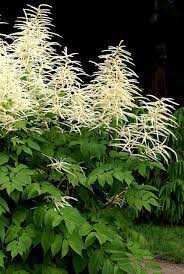Geissbart Wald Goat S Beard Aruncus Dioicus Goats Beard Goats Beard Plant Shade Plants