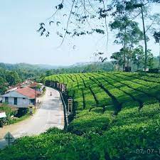 Udara disini berbeda dengan di udara disini berbeda dengan di kota yang penuh polusi. Visit Cianjur Perkebunan Teh Pasirnangka Desa Facebook