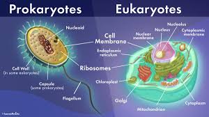 Storing nutrients and waste products, helping increase cell size during growth, and even acting much like lysosomes of animal cells. What S The Difference Between Prokaryotic And Eukaryotic Cells Howstuffworks