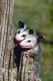 Possums Are Usually Considered Pests Whenever People See Them In The Yard Or Near Their Houses At Night Surprisingly They Co Baby Possum Opossum Baby Opossum