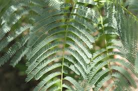 Image result for Elephantorrhiza suffruticosa