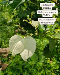 Image result for Cissus petiolata