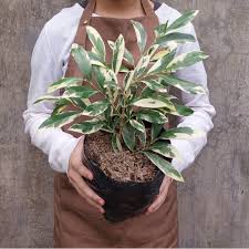 Image result for Suregada procera