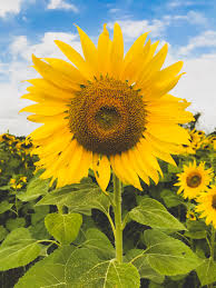 Image result for Helianthus
