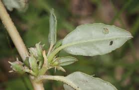 Image result for Zaleya