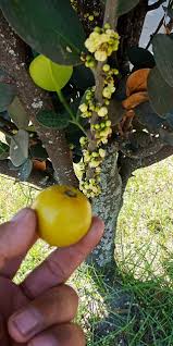 Image result for Garcinia punctata