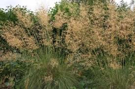 Planten en bomen gaan groeien en bloeien en voor je het weet vliegen de pollen door de lucht. Tuinieren Zonder Niezen Landelijke Gilden