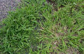 Image result for Urochloa panicoides