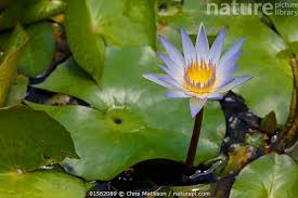 Image result for Nymphaea maculata