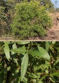 Image result for Searsia leptodictya